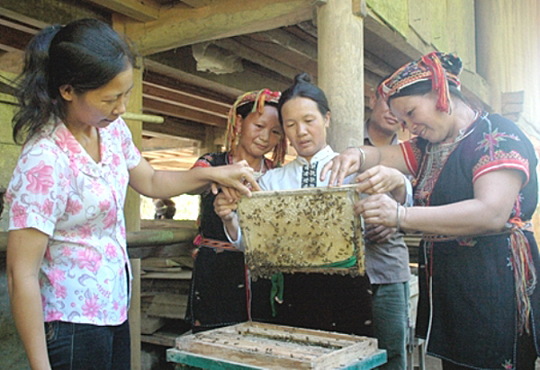 Tận[-]dụng[-]thế[-]mạnh[-]của[-]địa[-]phương[-]là[-]có[-]nhiều[-]đồi[-]rừng,[-]các[-]hộ[-]dân[-]đã[-]tích[-]cực[-]chăm[-]sóc[-]và[-]nhân[-]rộng[-]đàn[-]ong.[-]